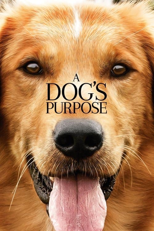 Dogs 10-Movie Adventure Collection (DVD Set) [DVD]